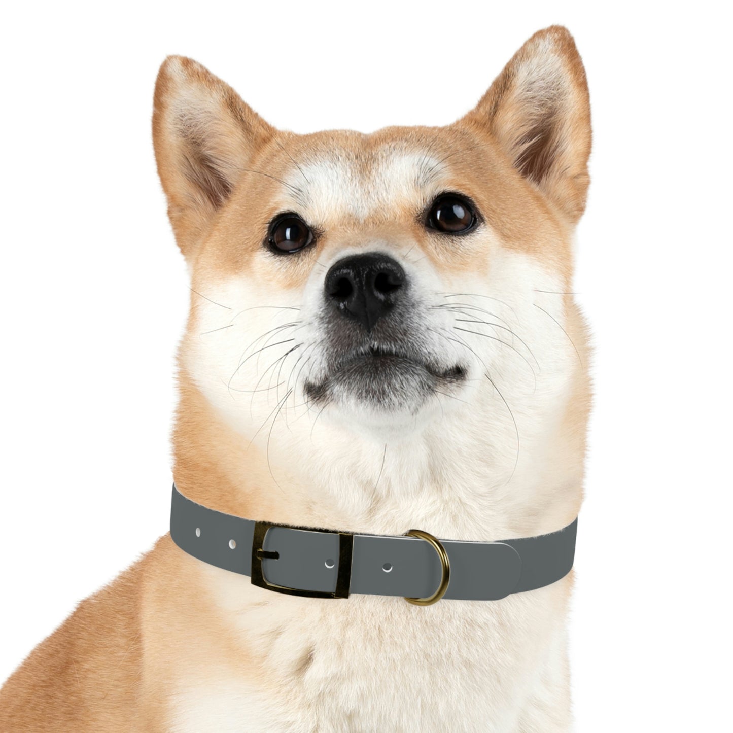 ASO Dog Collar