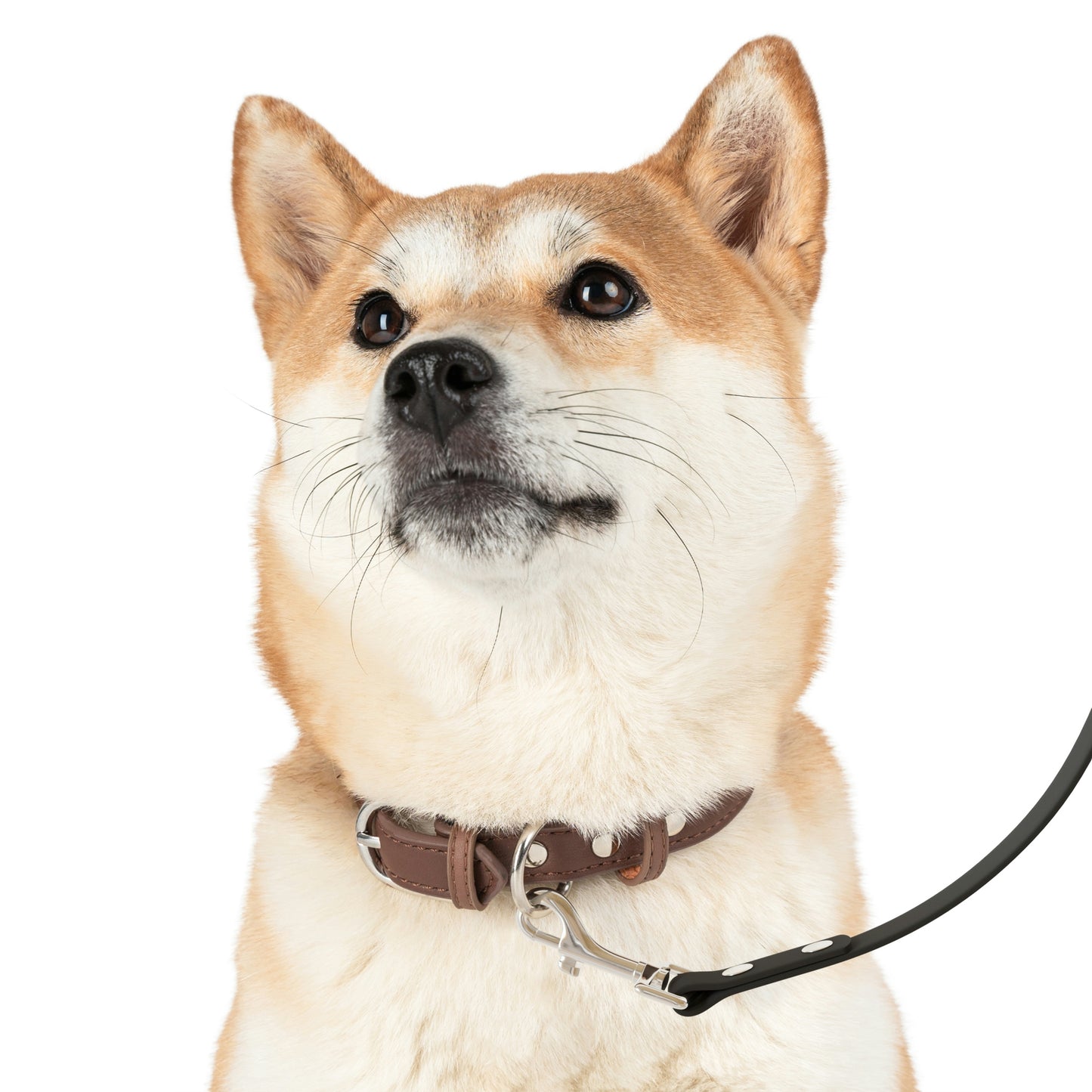 ASO Pet Leash